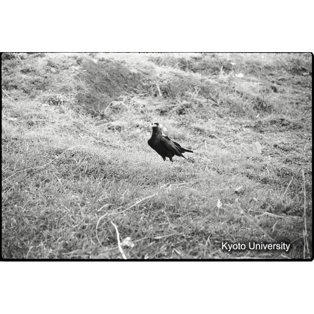 [2コマ目]「オオガラス（２）」 (1)