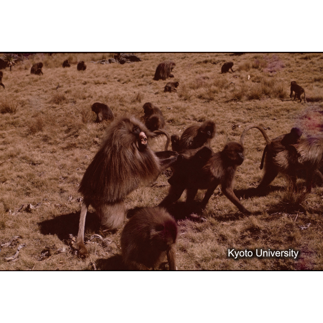 Sm　1973　1231 (1)