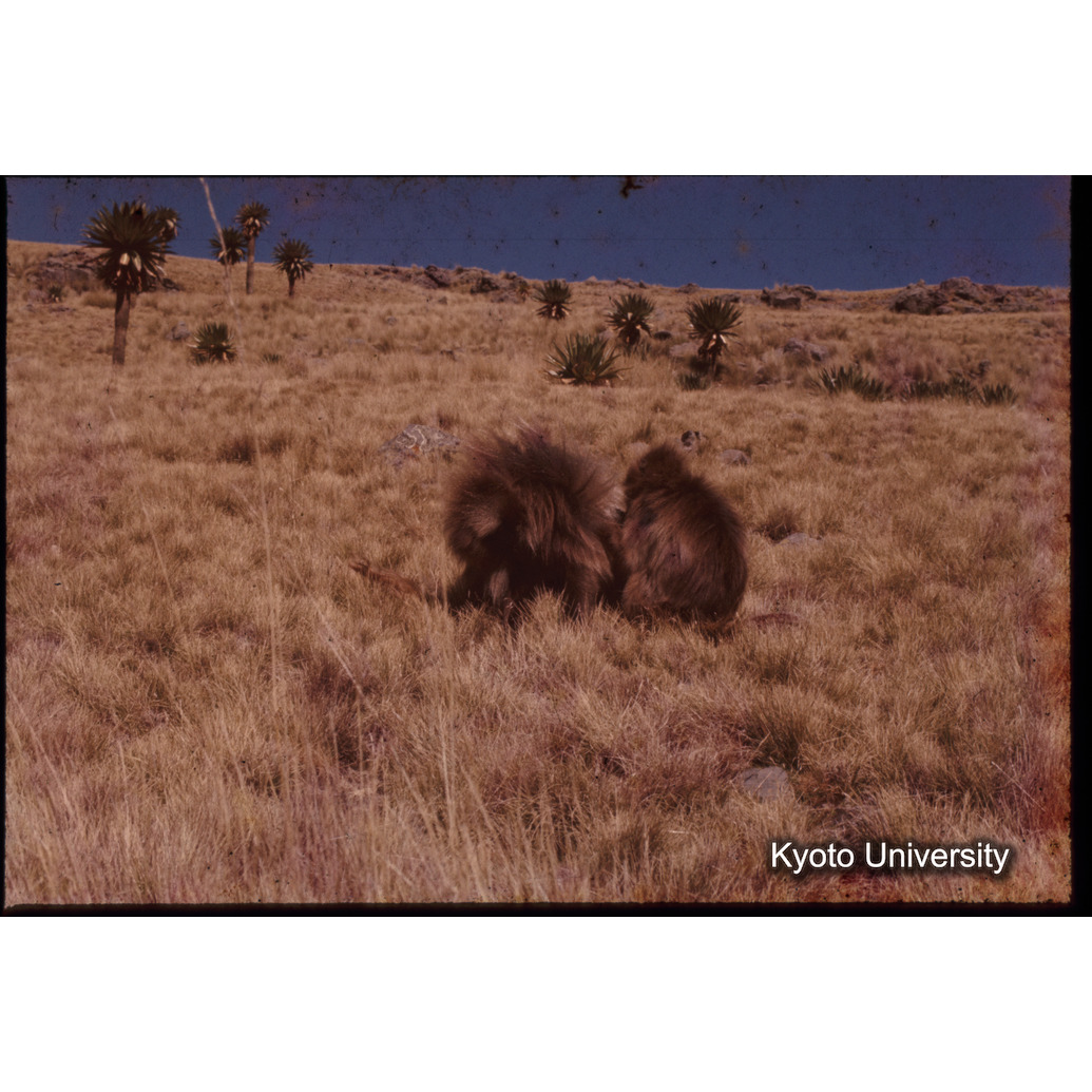 Sm　1973　1382 (1)