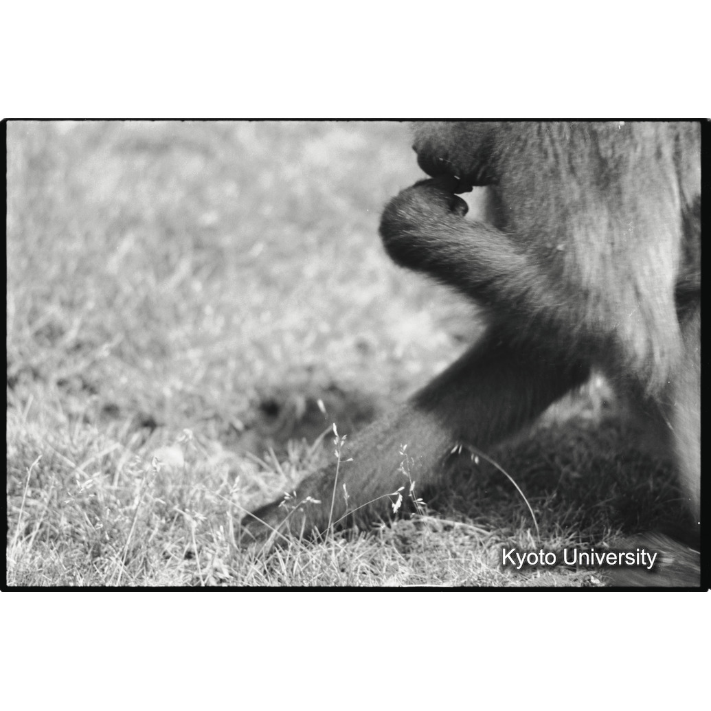 [１９コマ目]「土堀り（３）」 (1)