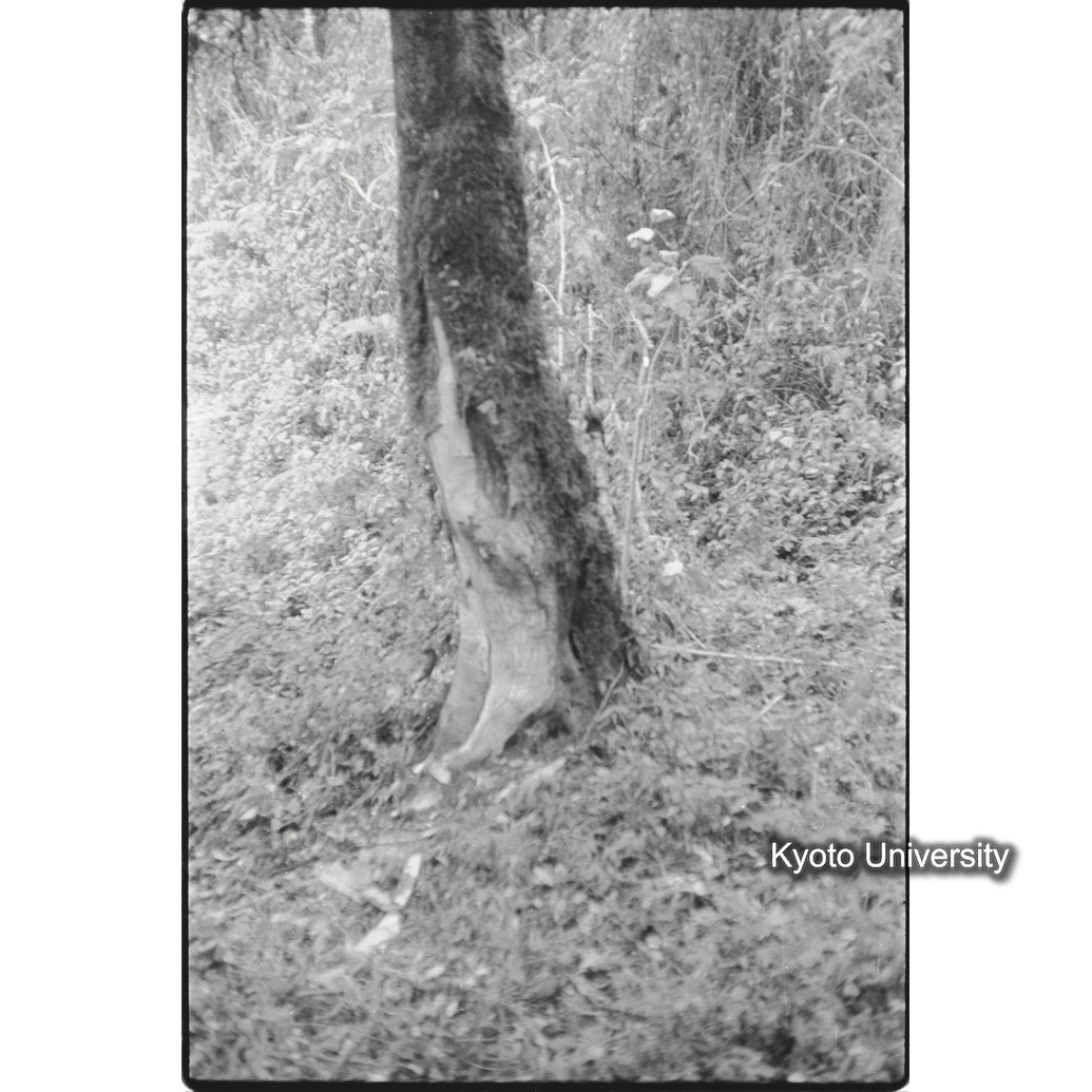 [３コマ目]「木の皮を食べる」 (1)