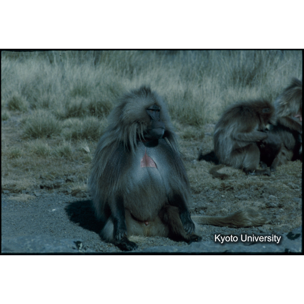 Sm　1973　1485 (1)