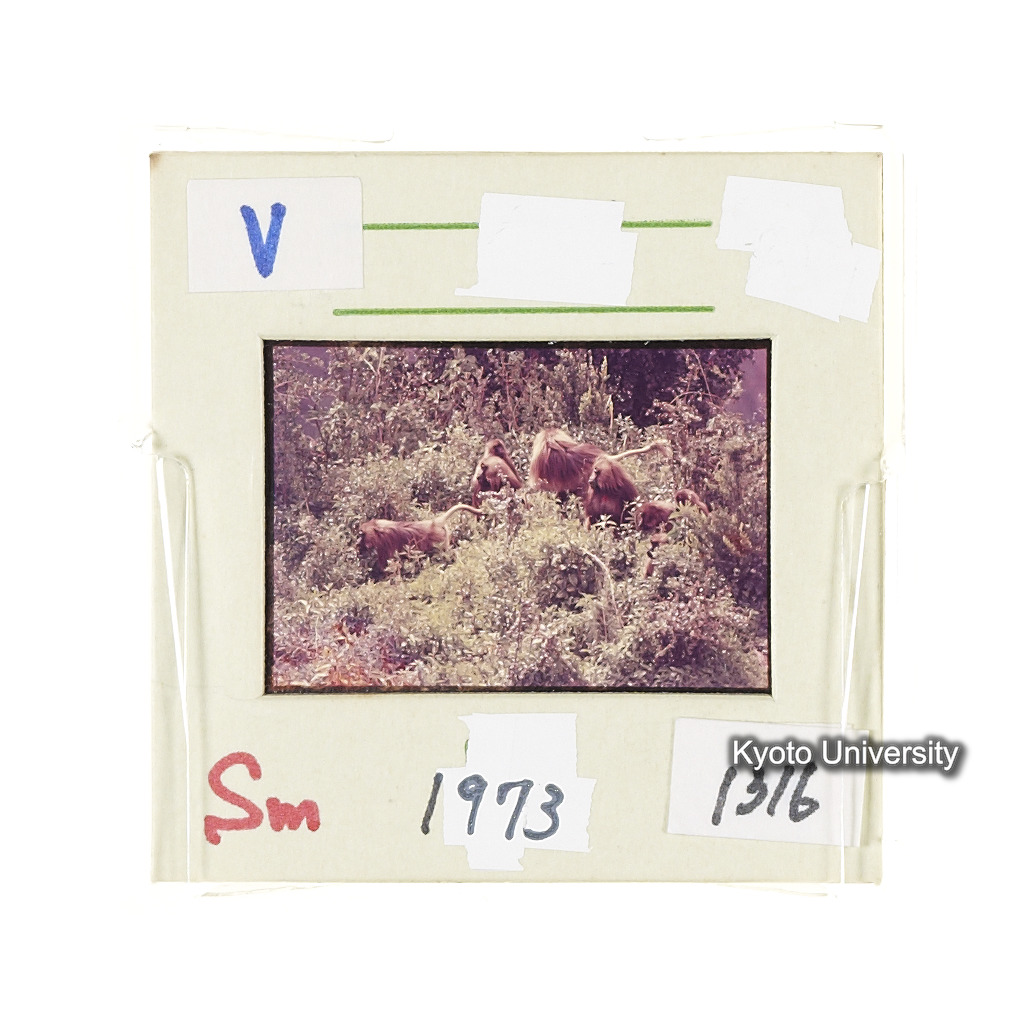 Sm　1973　1316 (2)