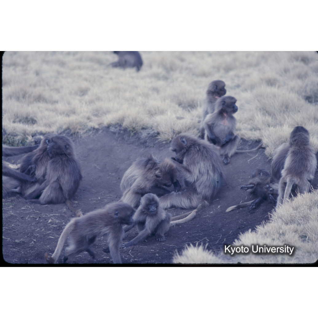 Sm　1973　1367 (1)