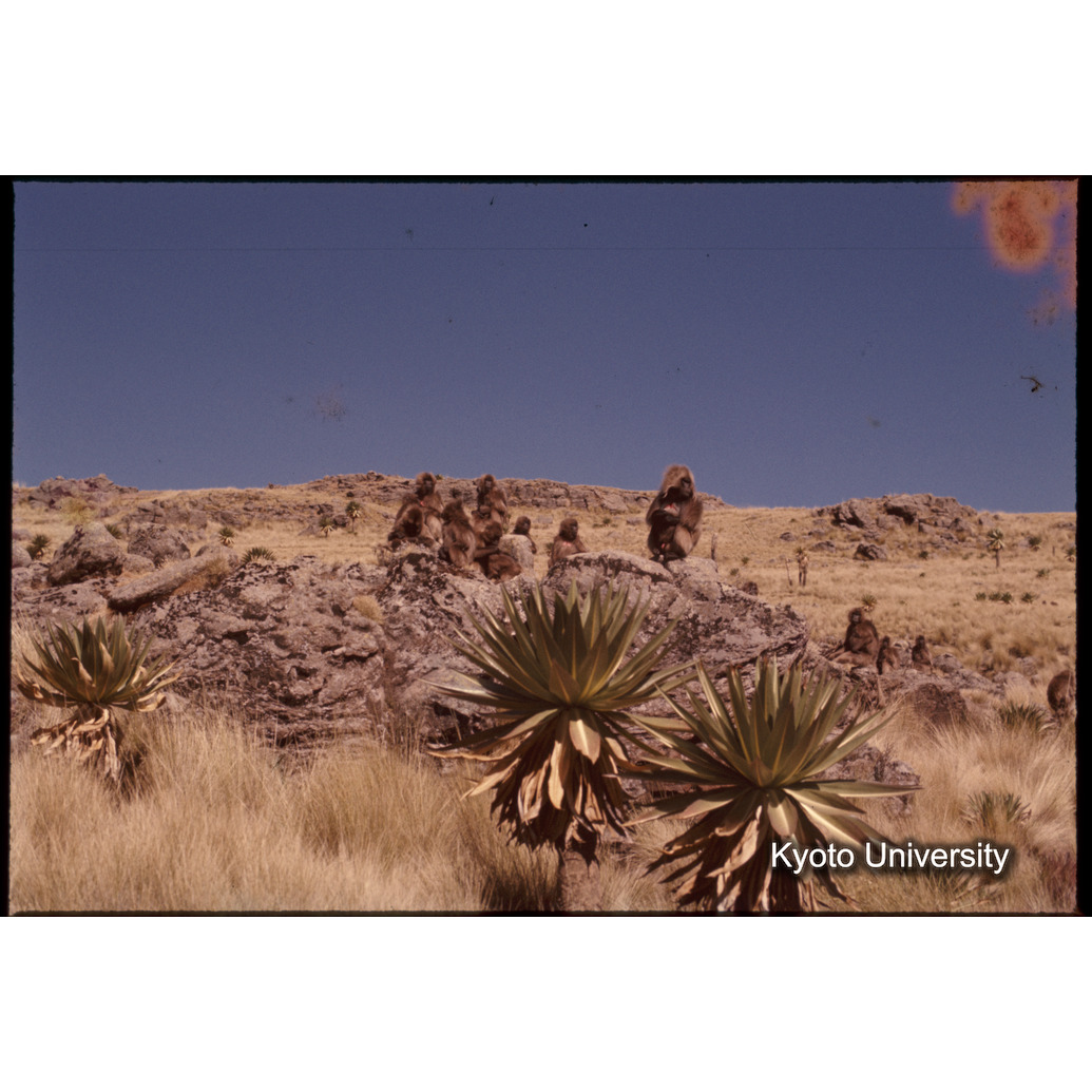 Sm　1973　1403 (1)