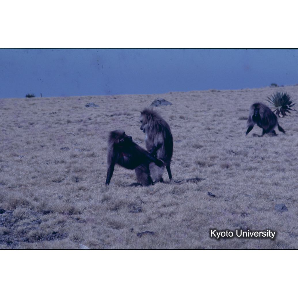 Sm　1973　1416 (1)