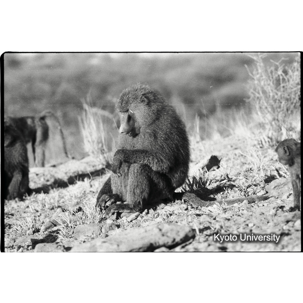 [１コマ目]「マントヒヒとアヌビスヒヒの雑種（雄）（１）」 (1)