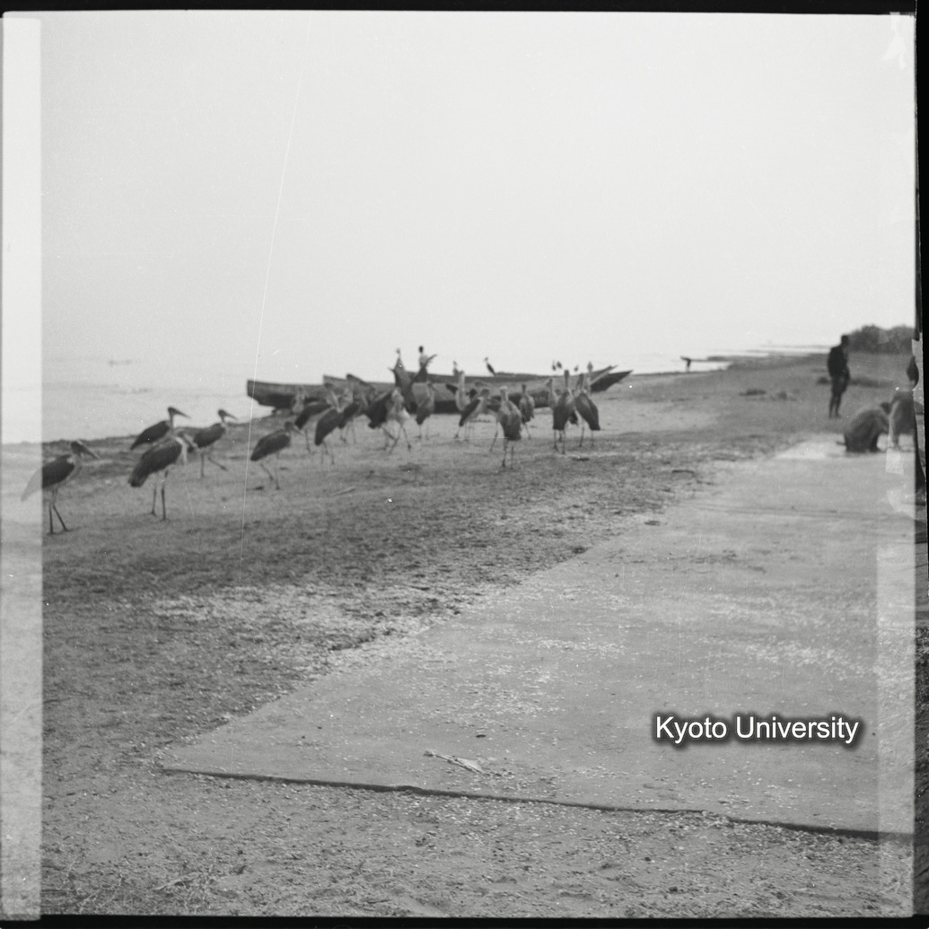 [8コマ目]「ハゲコウ（４）」 (1)