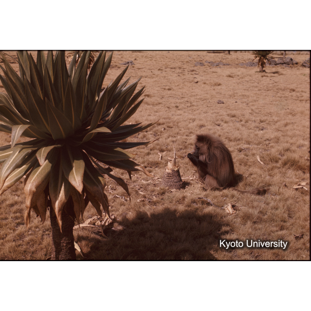 Sm　1973　1315 (1)