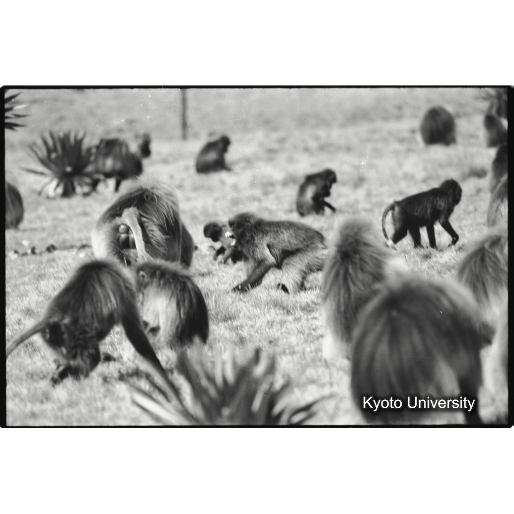 [２コマ目]「連れ戻し行動（叱られる）」 (1)