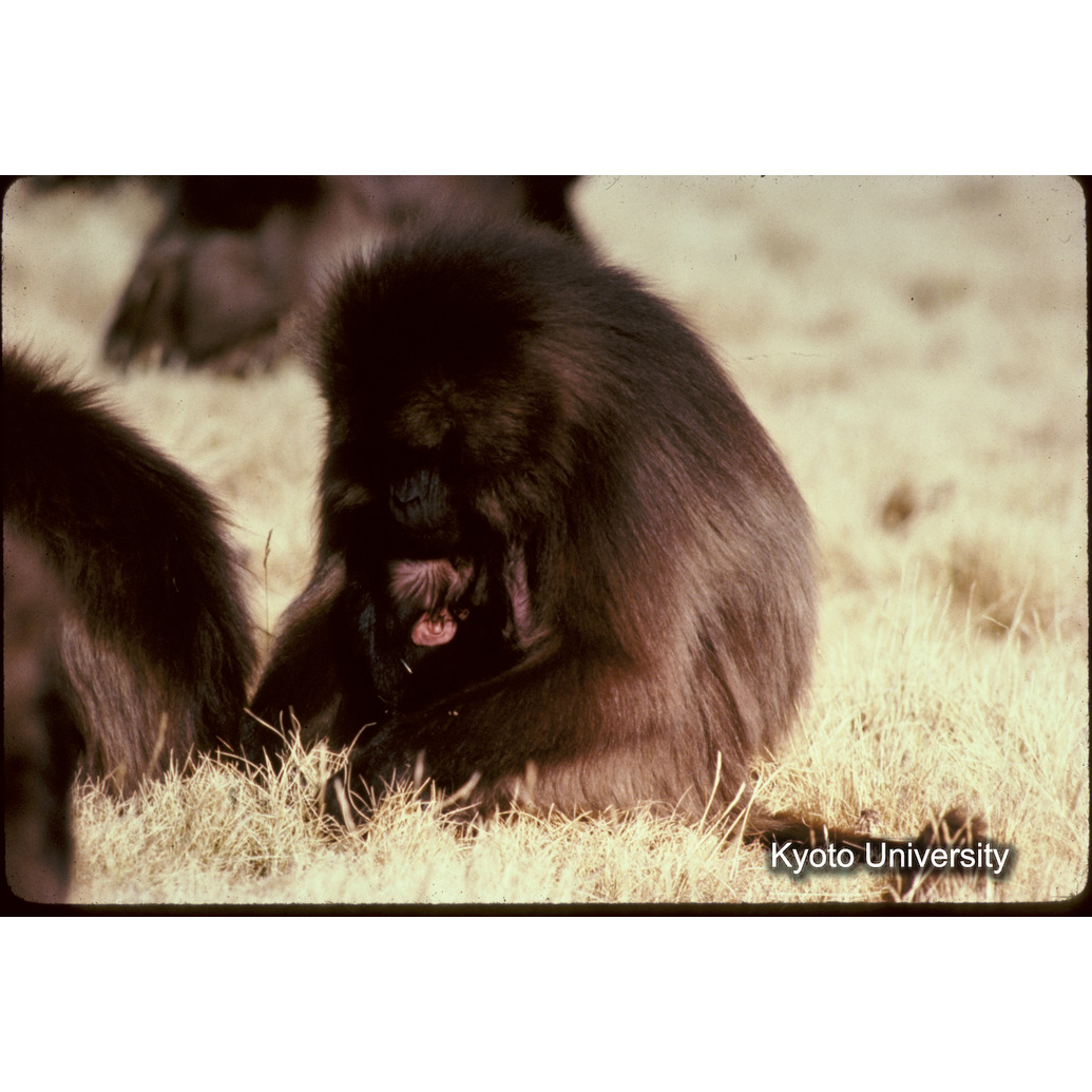 Sm　1973　1506 (1)