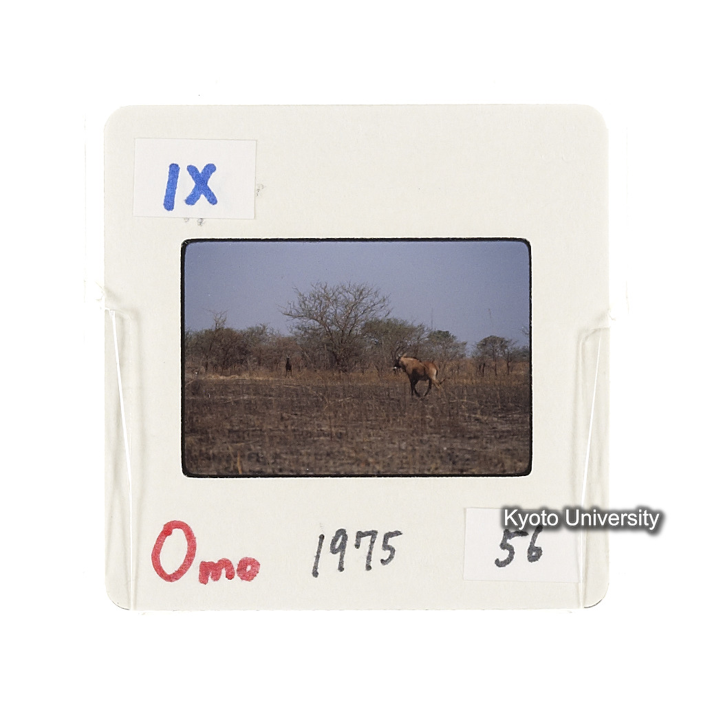 Omo　1975　56 (2)