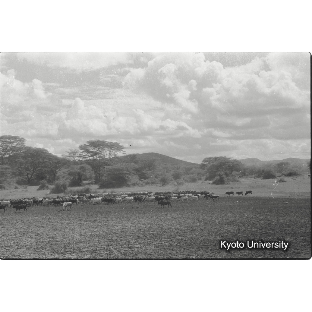 [20コマ目]「コブ牛の群れ（２）」 (1)