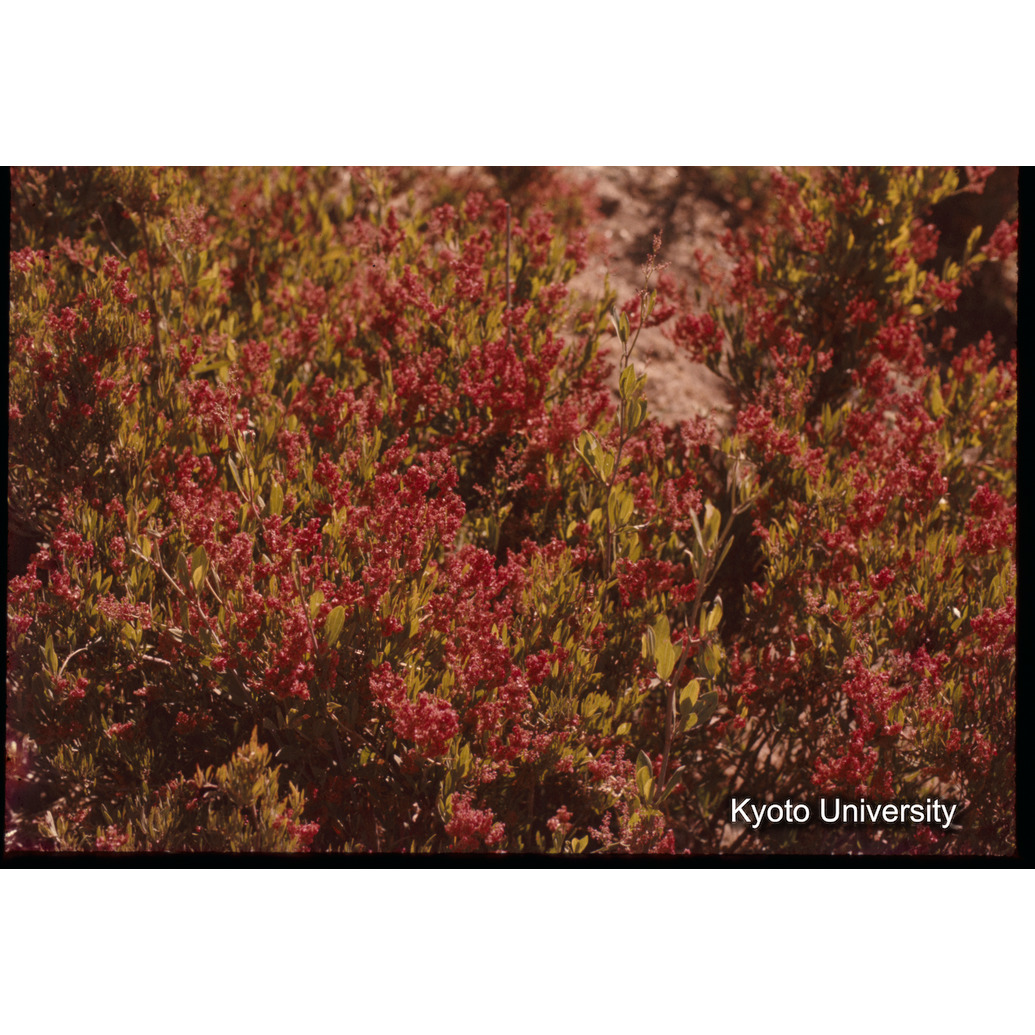 Sm　1973　1335 (1)