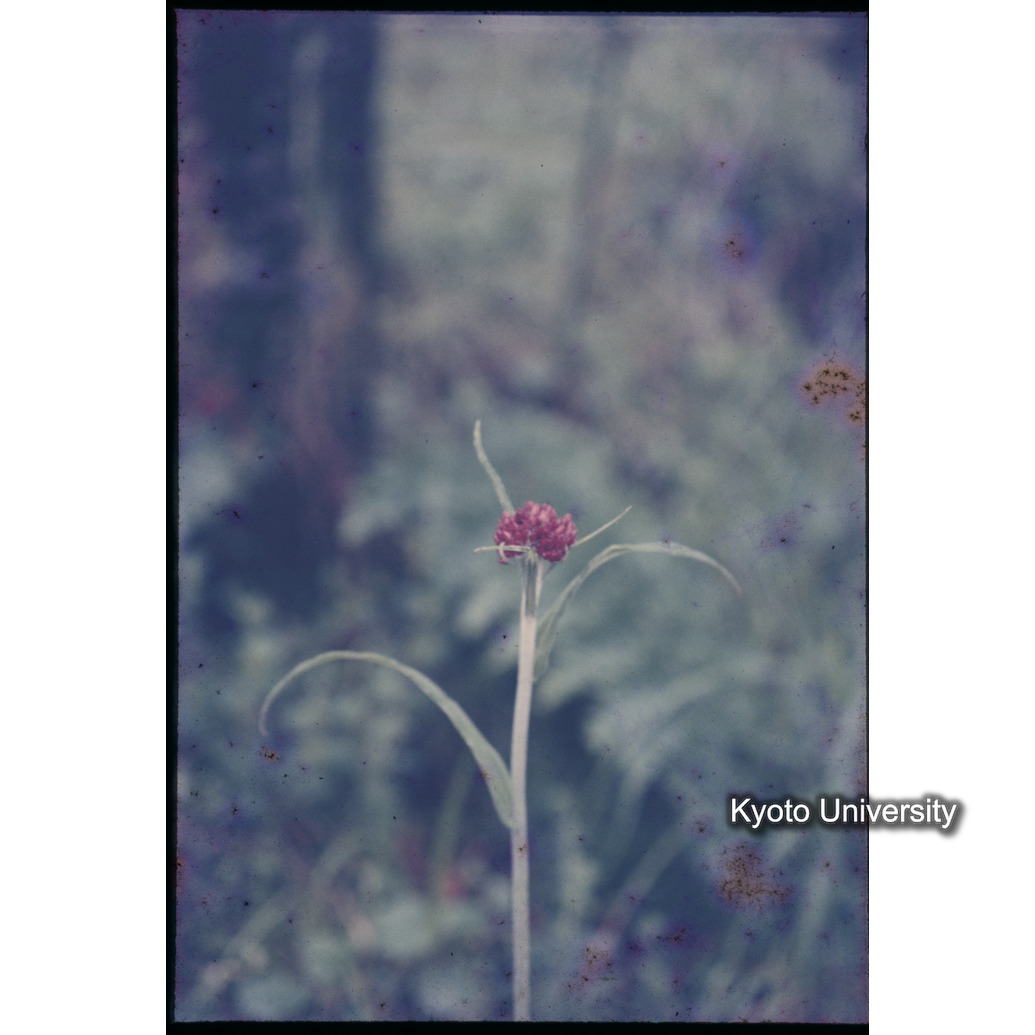 Sm　1973　1327 (1)