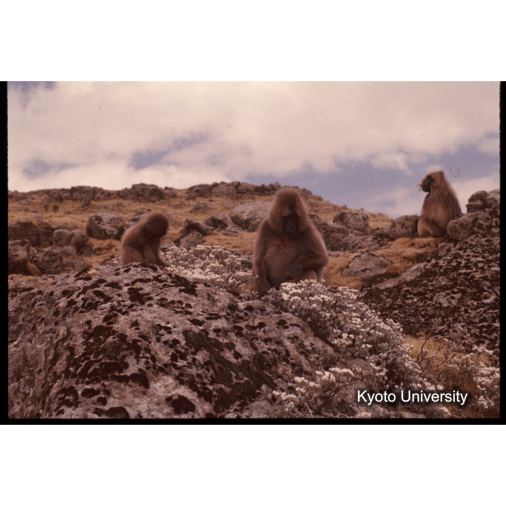 Sm　1973　1371 (1)