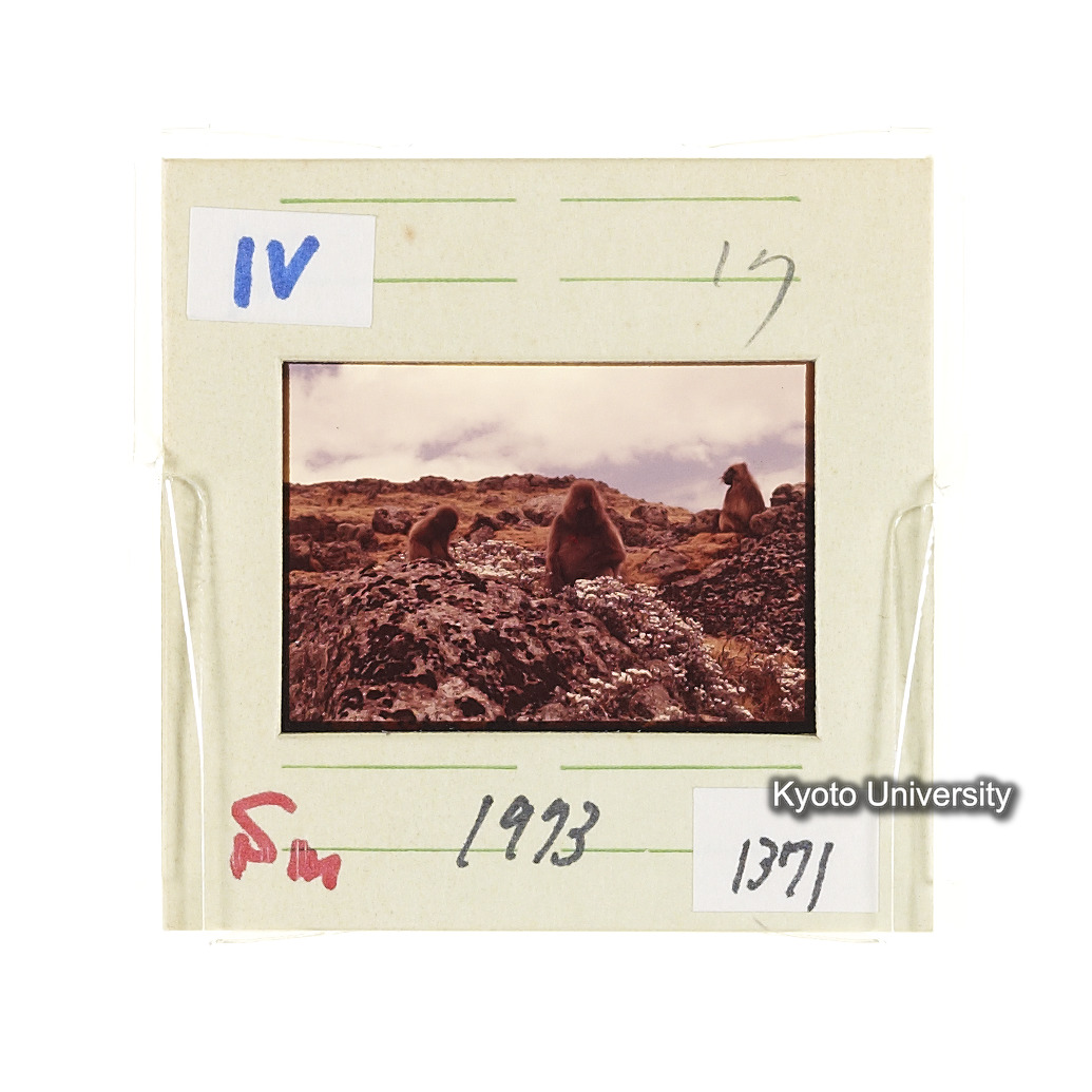 Sm　1973　1371 (2)