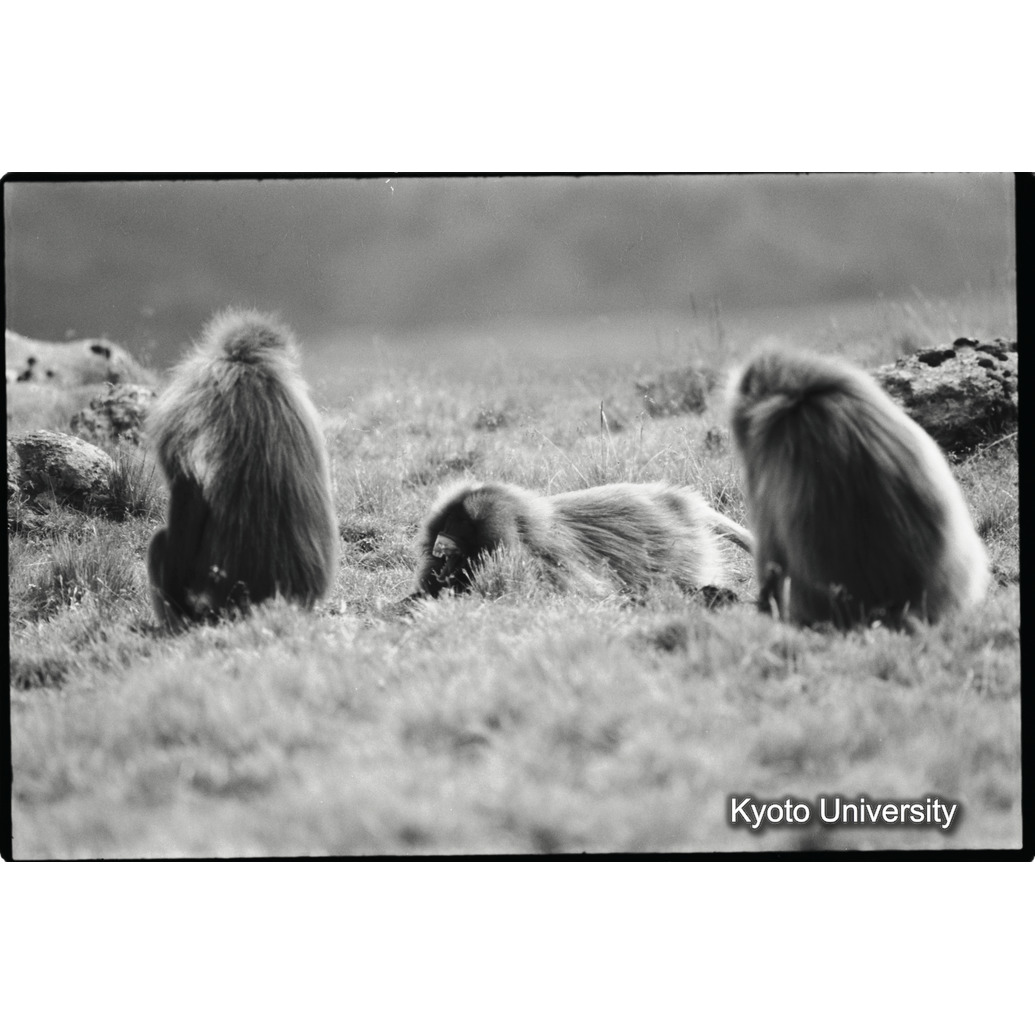 [１６コマ目]「連れ戻し行動　１－（３）」 (1)