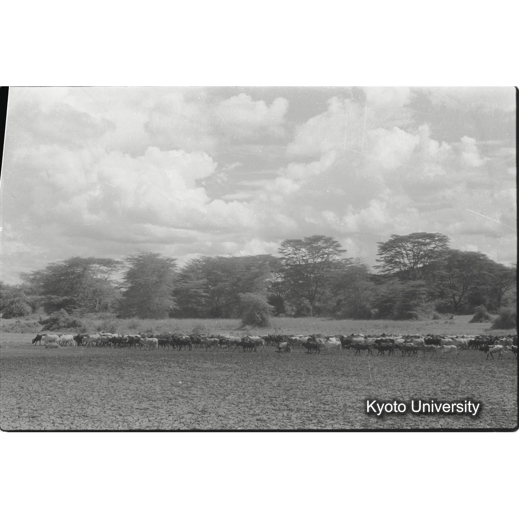 [19コマ目]「コブ牛の群れ（１）」 (1)