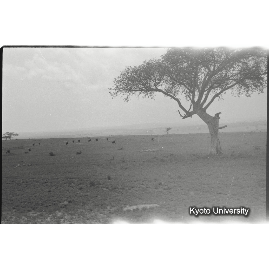 [27コマ目]「ドグエラヒヒ」 (1)