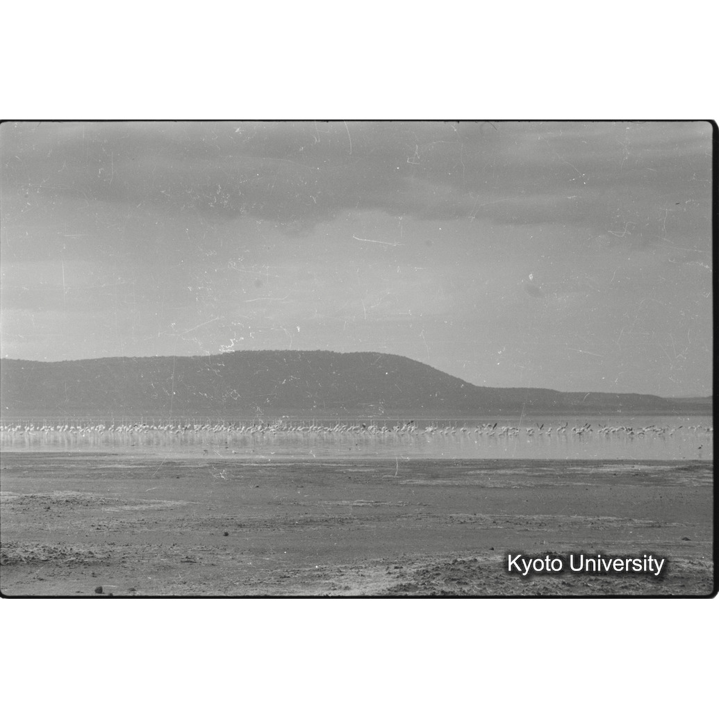 [3コマ目]「フラミンゴの群れ（２）」 (1)