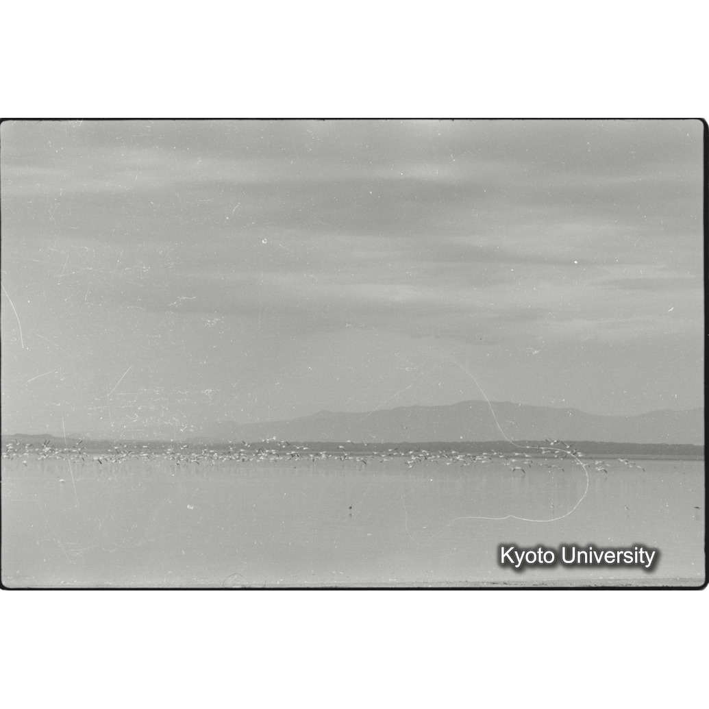 [4コマ目]「フラミンゴの群れ（３）」 (1)