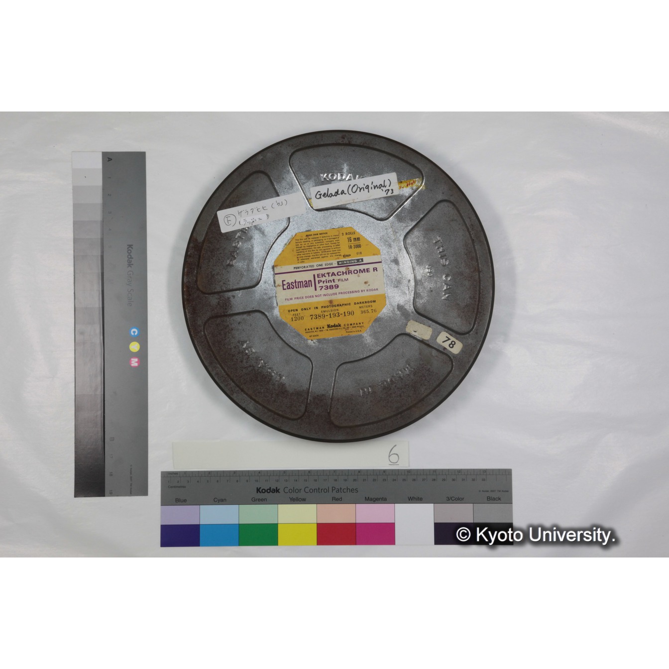 [ケース]6 「ゲラダヒヒ，セミエン/マントヒヒ，アワッシュ，ハイブリッド発見　(1973～74)素材」 (1)