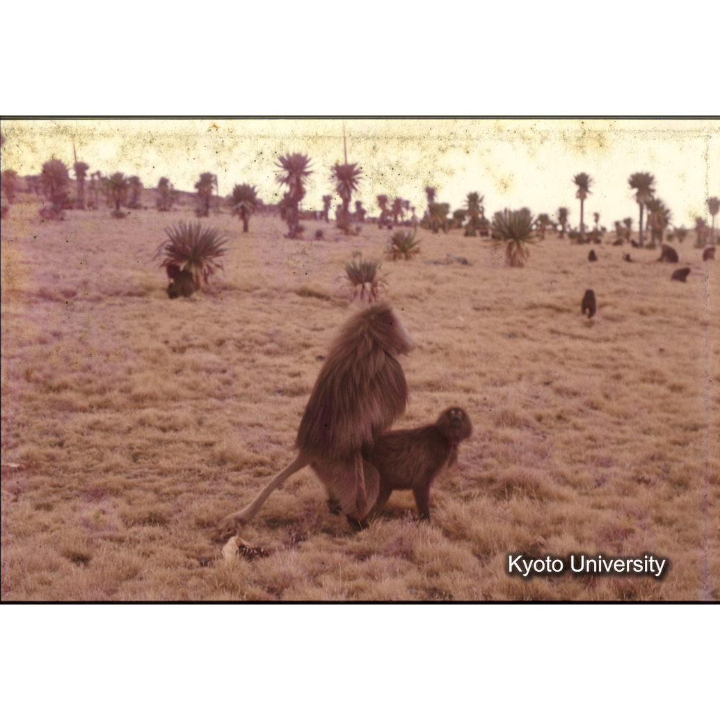 Sm　1973　1338 (1)