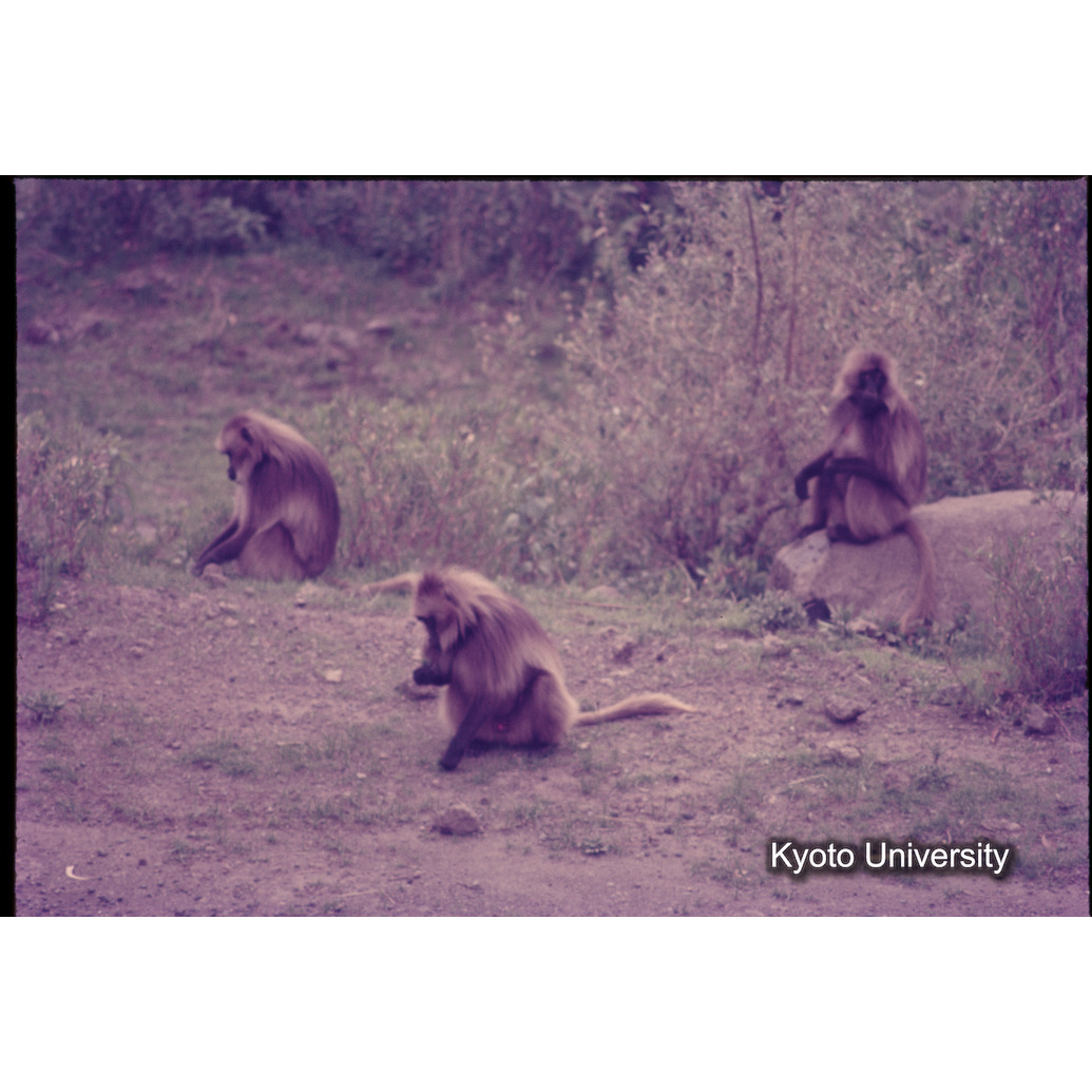 Sm　1973　1267 (1)