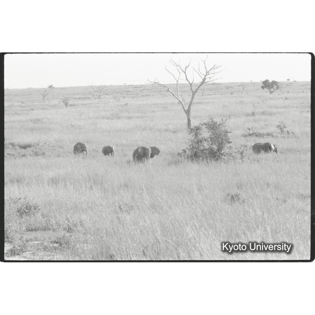 [１５コマ目]「×」 (1)