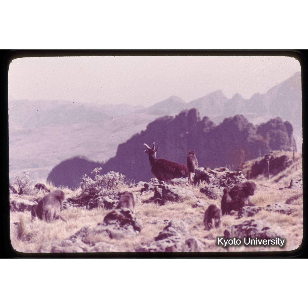 Sm　1973　1003 (1)