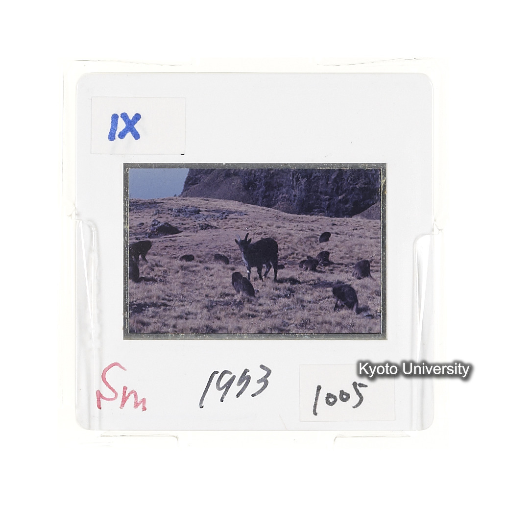 Sm　1973　1005 (2)