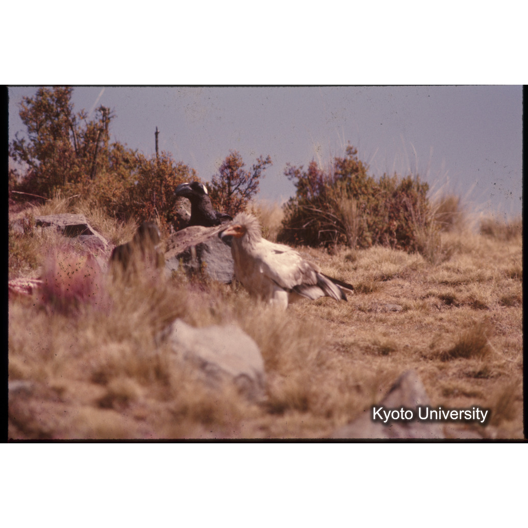 Sm　1973　1008 (1)