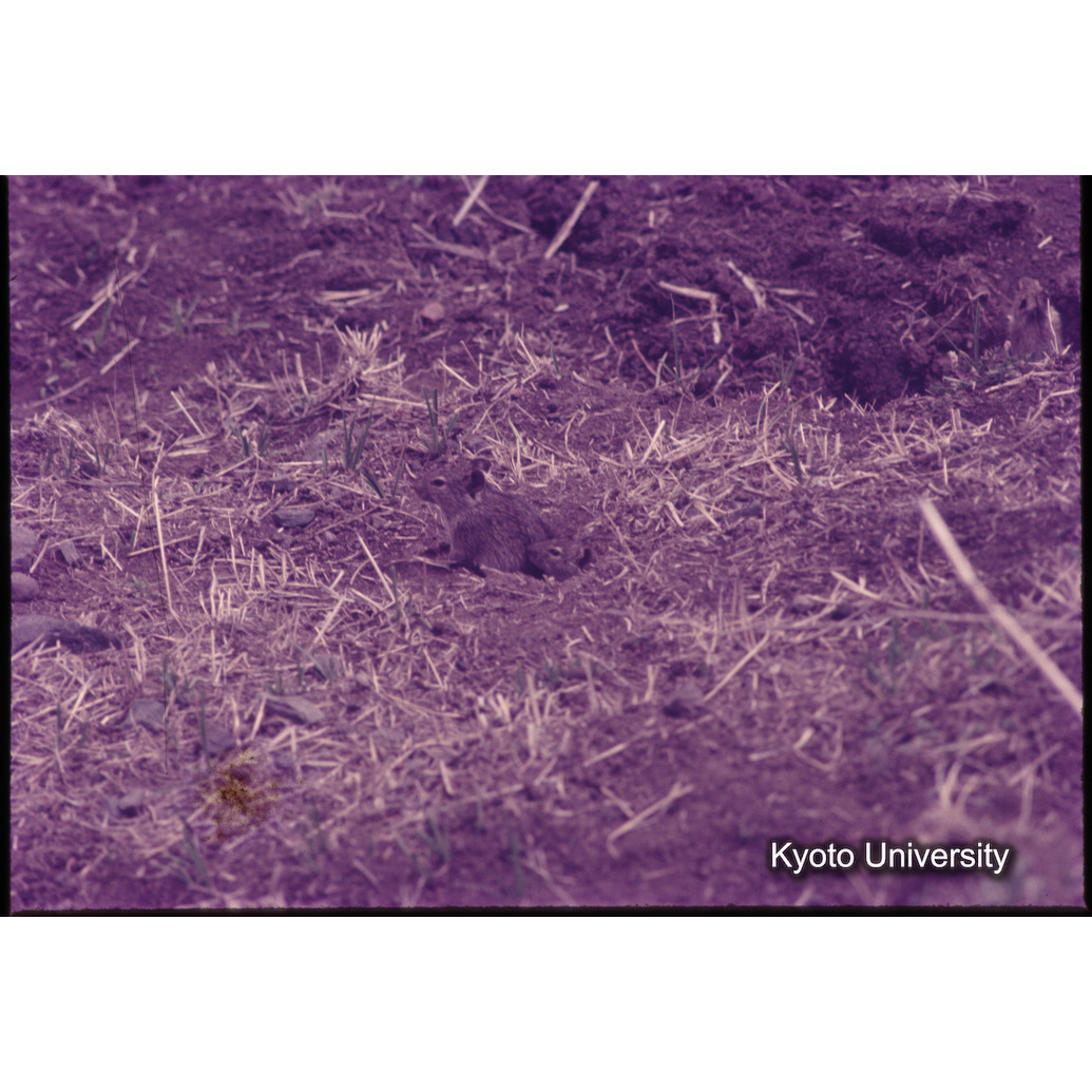 Sm　1973　1009 (1)