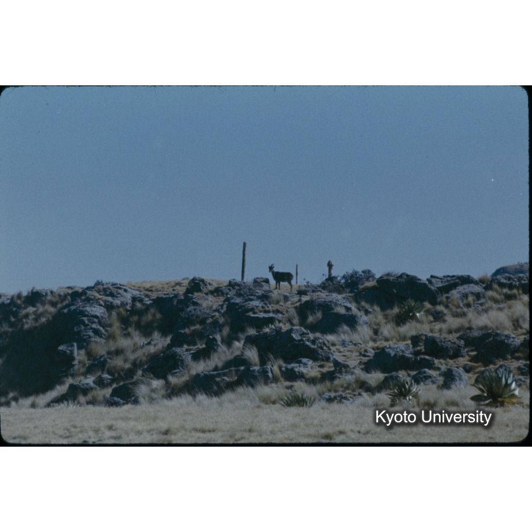 Sm　1973　26　（N）[赤色, 丸囲み] (1)