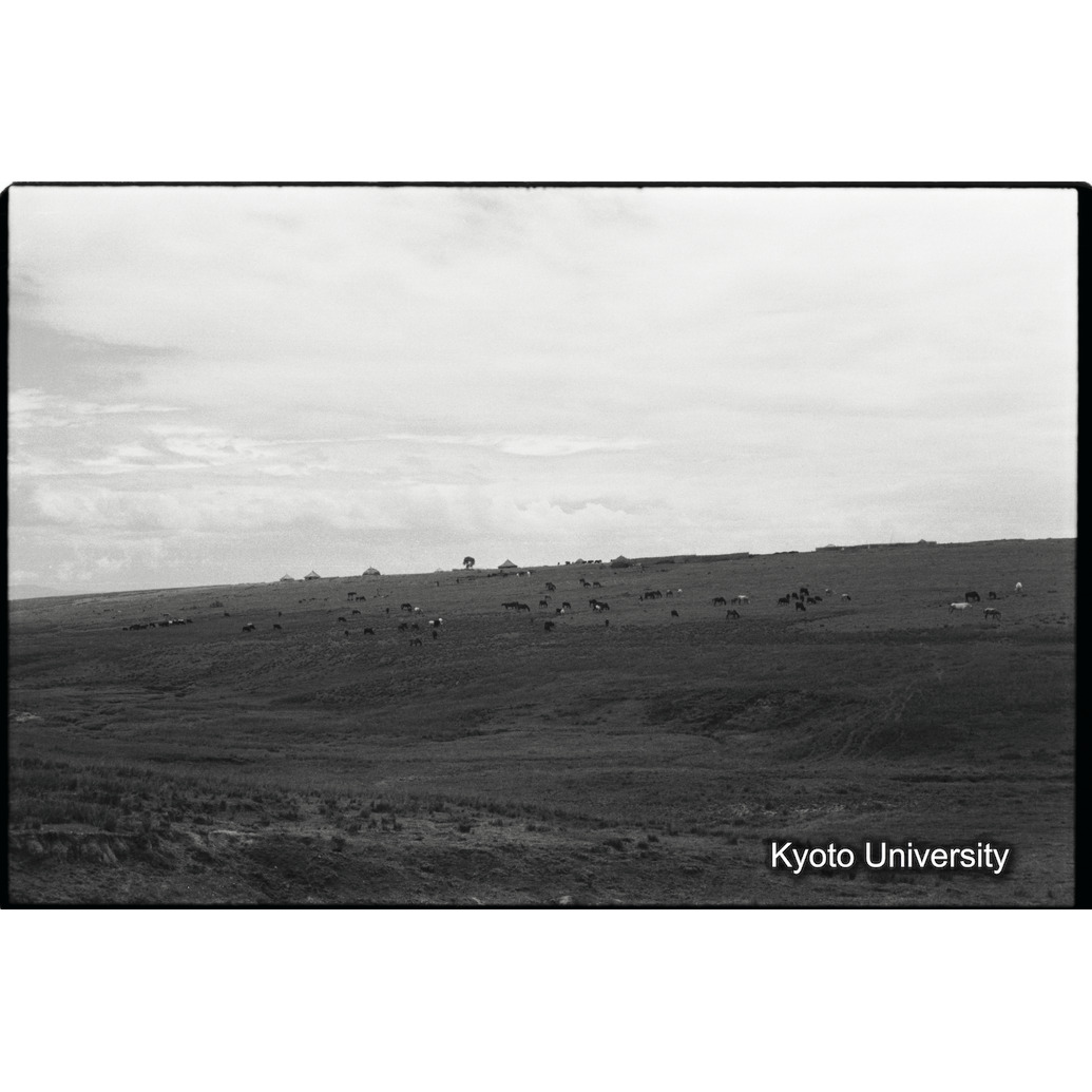 [２３コマ目]「放牧中の牛の群れ」 (1)