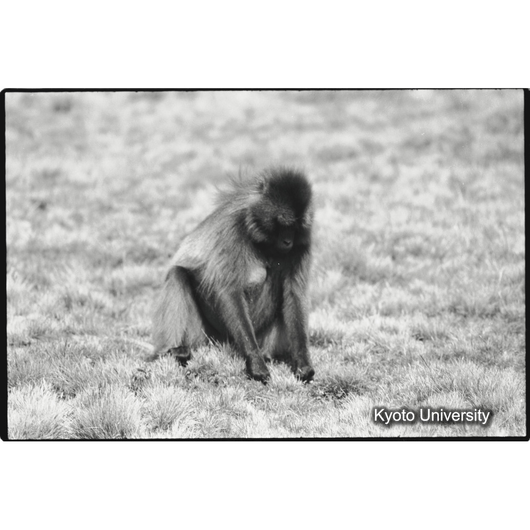 [３８コマ目]「寄生虫」 (1)