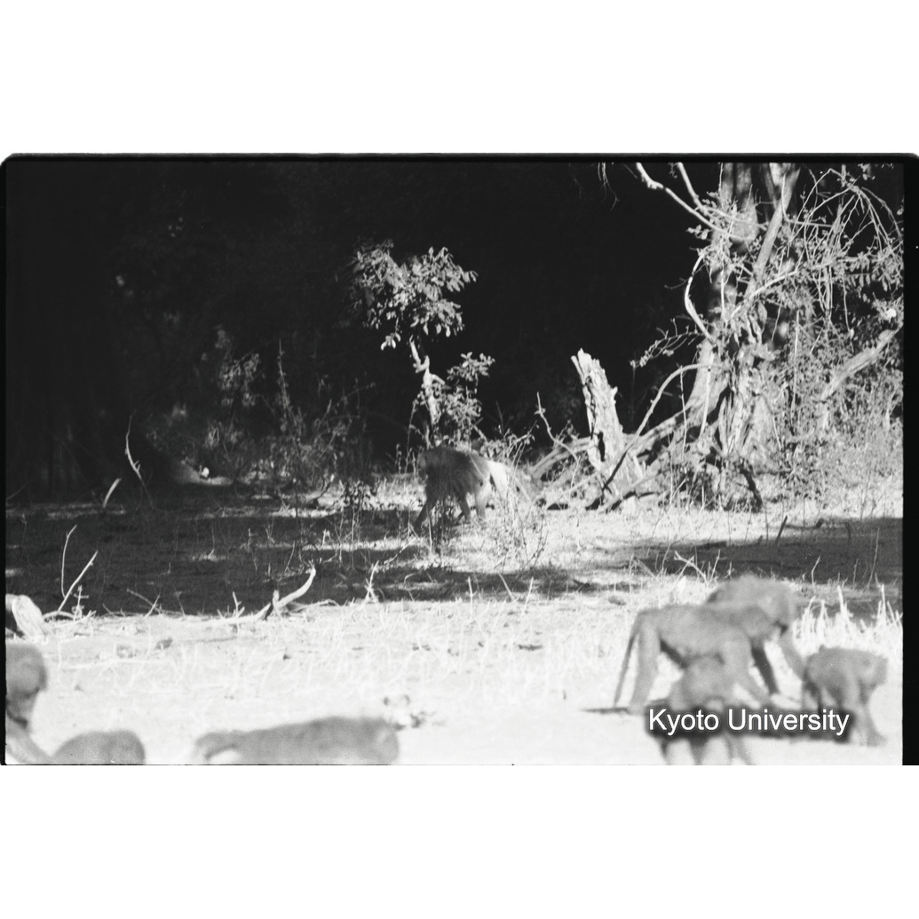 [３２コマ目]「マントヒヒの雄」 (1)