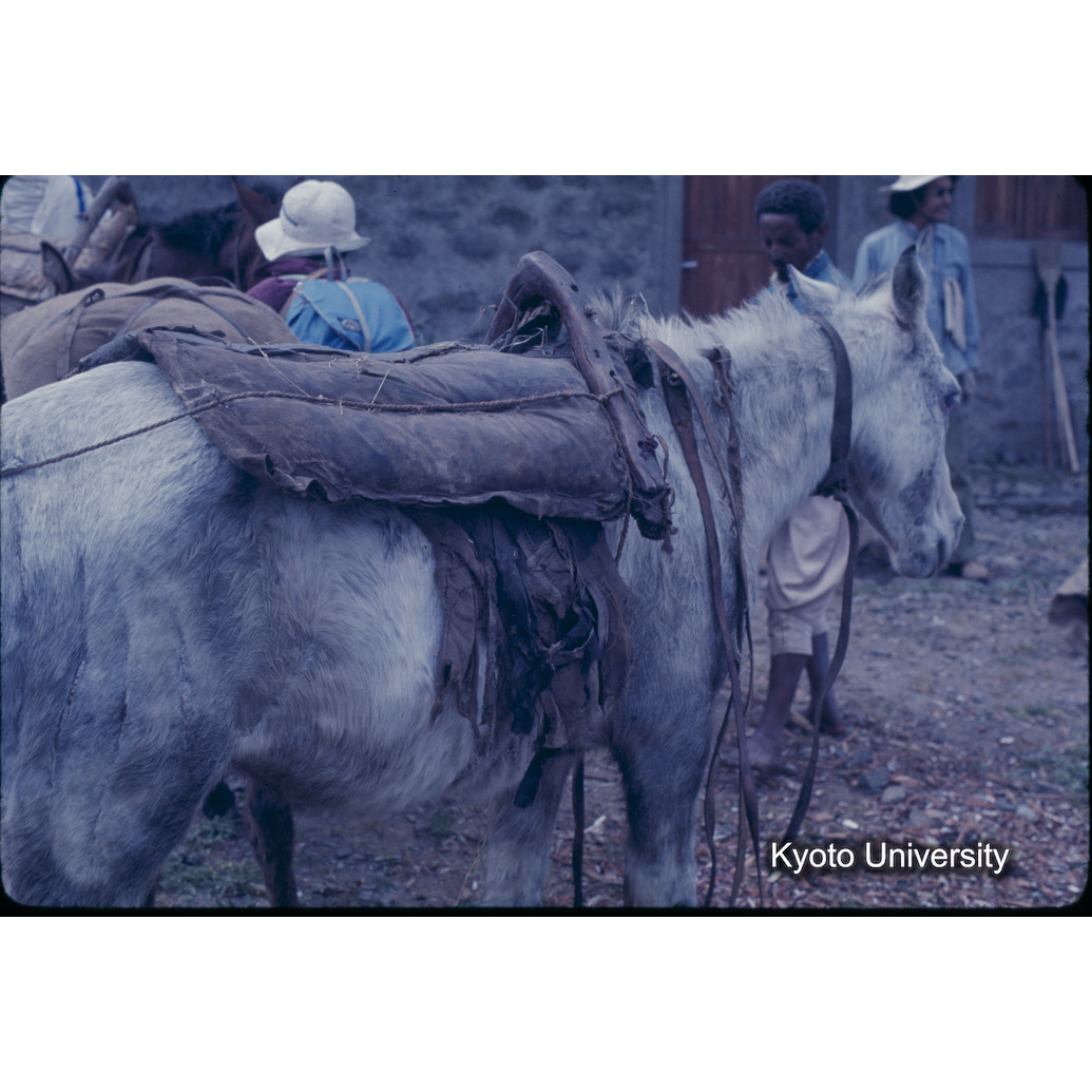 Sm　1973　1175 (1)