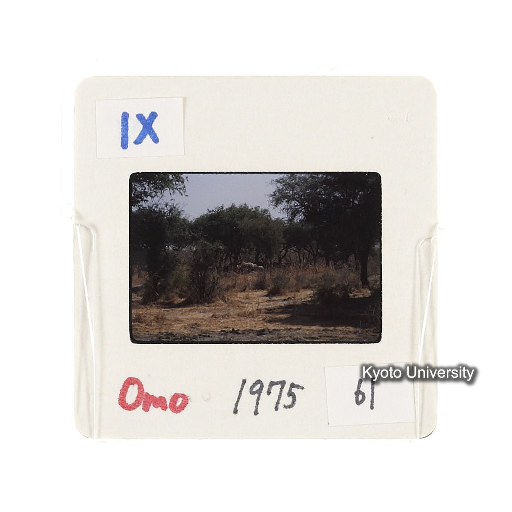 Omo　1975　61 (2)
