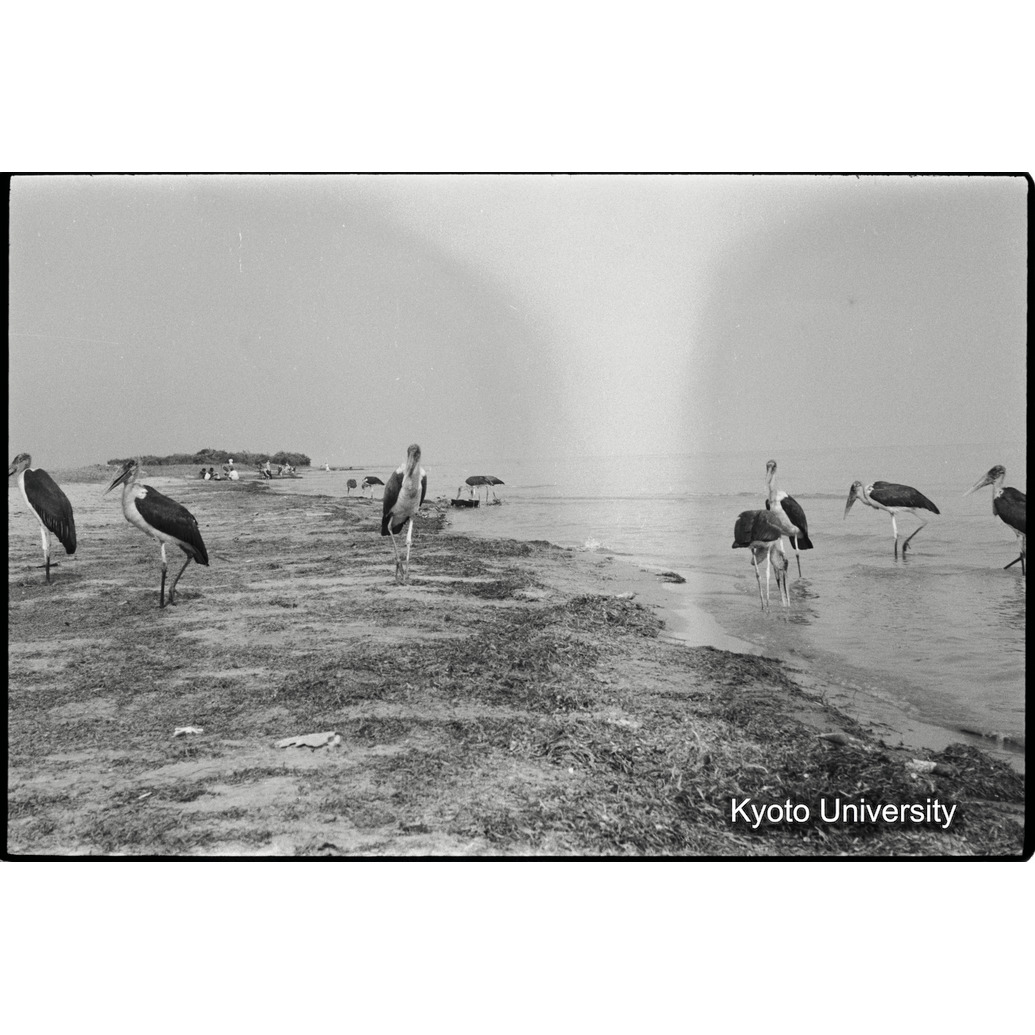 [１０コマ目]「ハゲコウ」 (1)