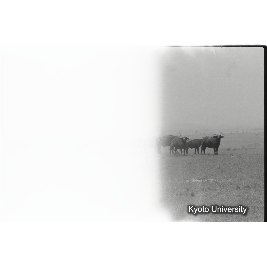 [31コマ目]「×」 (1)