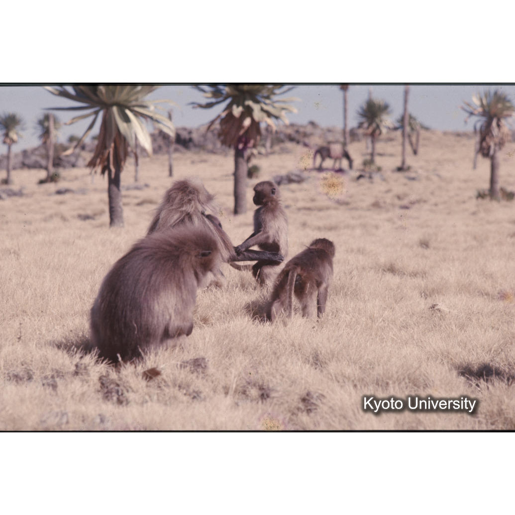 Sm　1973　1366 (1)