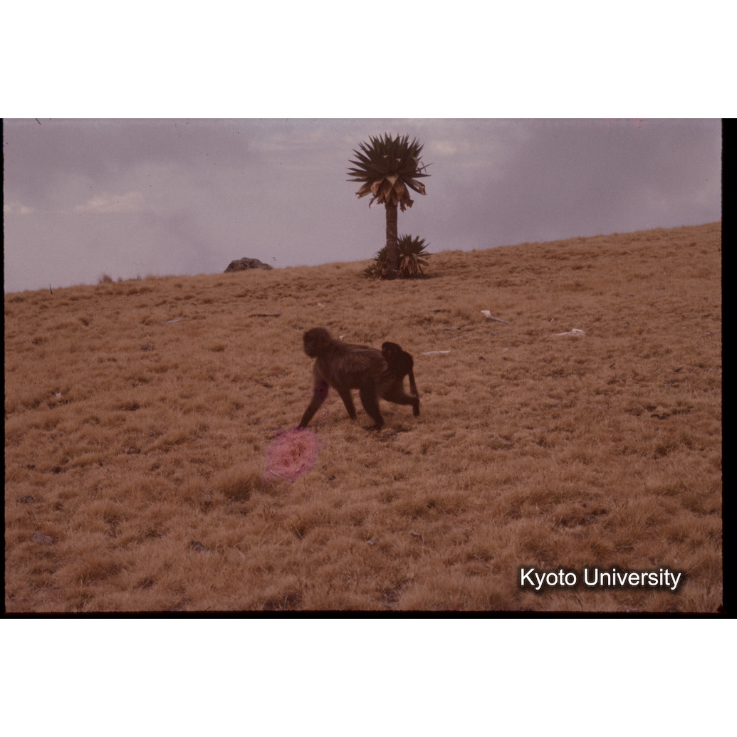 Sm　1973　1221 (1)