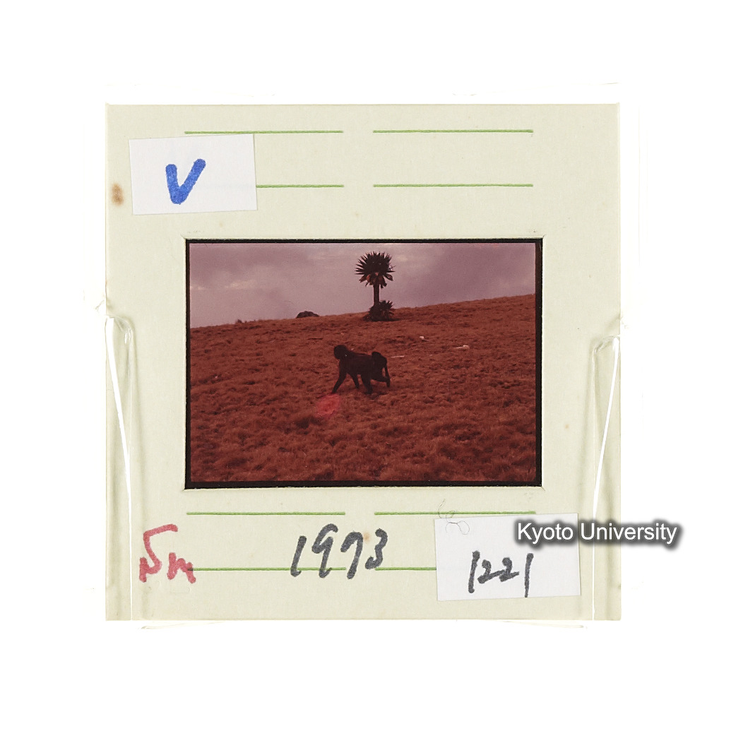 Sm　1973　1221 (2)