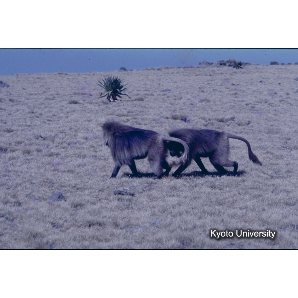 Sm　1973　1234 (1)