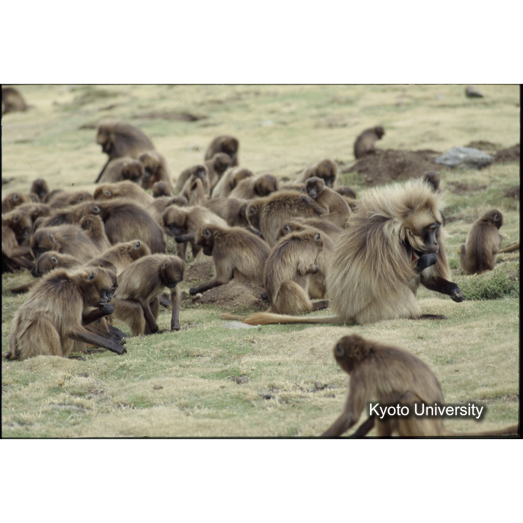 Sm　1973　R14　●[赤色シール] (1)