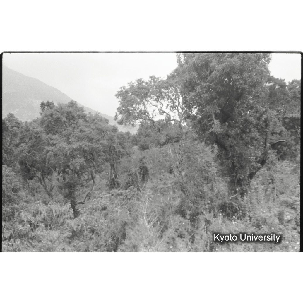 [13コマ目]「ムハブラ山麓の植生」 (1)