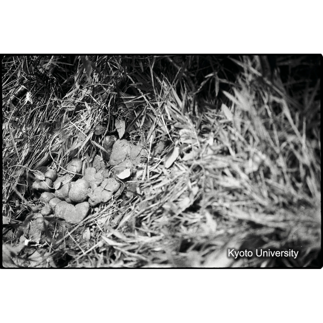 [8コマ目]「ゴリラの糞」 (1)