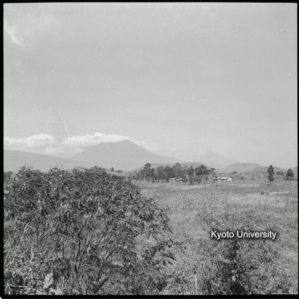 [6コマ目]「ゴリラ・サンクチュアリ（３）」 (1)